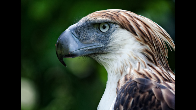 Philippine Eagle Sanctuary, Davao City