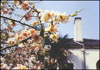 kudan11